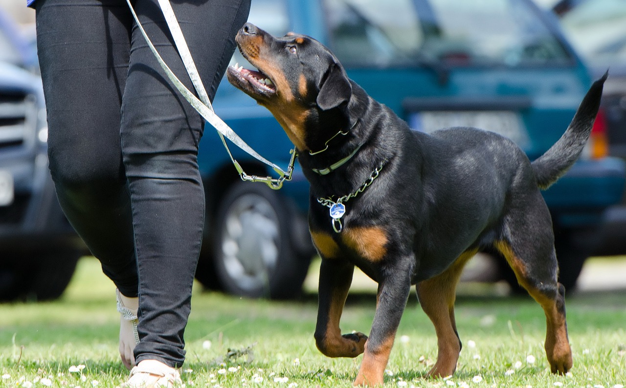 Tips for Teaching Your Dog to Open Doors